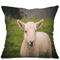 Lamb In Neist Point Fields, Isle Of Skye, Scotland Pillows 91563337
