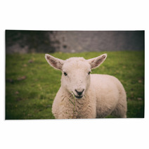 Lamb In Neist Point Fields, Isle Of Skye, Scotland Rugs 91563337