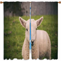 Lamb In Neist Point Fields, Isle Of Skye, Scotland Window Curtains 91563337