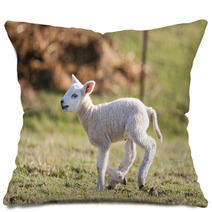 Lamb Pillows 62596564
