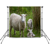 Lambs And Sheep Backdrops 71155991