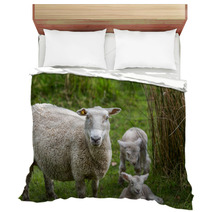 Lambs And Sheep Bedding 71155991