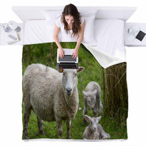 Lambs And Sheep Blankets 71155991