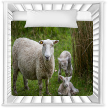 Lambs And Sheep Nursery Decor 71155991