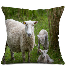 Lambs And Sheep Pillows 71155991