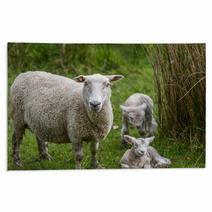 Lambs And Sheep Rugs 71155991
