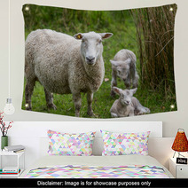 Lambs And Sheep Wall Art 71155991