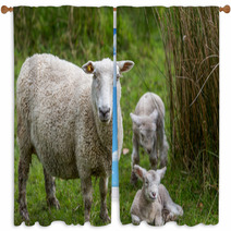 Lambs And Sheep Window Curtains 71155991