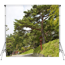 Landscape With Pine Backdrops 68708557