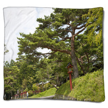 Landscape With Pine Blankets 68708557