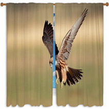 Lanner Falcon Landing Window Curtains 40881839
