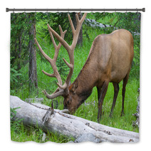 Large Bull Elk Grazing In Summer Grass In Yellowstone Bath Decor 54891584