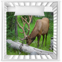 Large Bull Elk Grazing In Summer Grass In Yellowstone Nursery Decor 54891584
