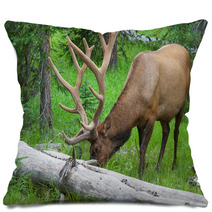 Large Bull Elk Grazing In Summer Grass In Yellowstone Pillows 54891584