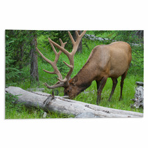 Large Bull Elk Grazing In Summer Grass In Yellowstone Rugs 54891584