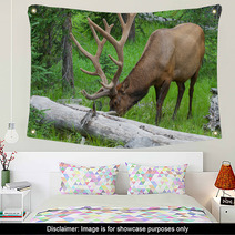 Large Bull Elk Grazing In Summer Grass In Yellowstone Wall Art 54891584