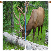 Large Bull Elk Grazing In Summer Grass In Yellowstone Window Curtains 54891584