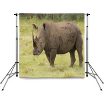 Large Bull Rhino On Grasslands Backdrops 58393334