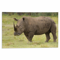 Large Bull Rhino On Grasslands Rugs 58393334
