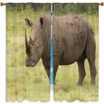 Large Bull Rhino On Grasslands Window Curtains 58393334