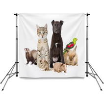 Large Group Of Pets. Isolated On White Background Backdrops 97424105