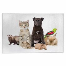 Large Group Of Pets. Isolated On White Background Rugs 97424105