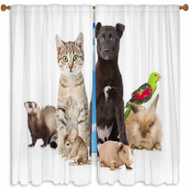 Large Group Of Pets. Isolated On White Background Window Curtains 97424105