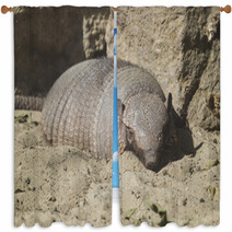 Large Hairy Armadillo Resting Window Curtains 88396978