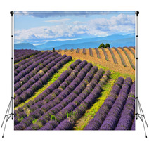 Lavender Field Backdrops 67904789