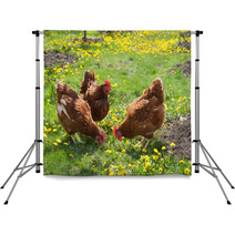Laying Hens In The Yard Backdrops 49404974
