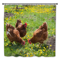 Laying Hens In The Yard Bath Decor 49404974