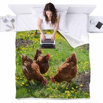 Laying Hens In The Yard Blankets 49404974