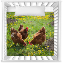 Laying Hens In The Yard Nursery Decor 49404974