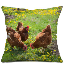 Laying Hens In The Yard Pillows 49404974