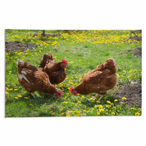 Laying Hens In The Yard Rugs 49404974