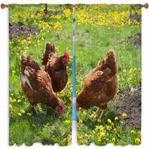 Laying Hens In The Yard Window Curtains 49404974