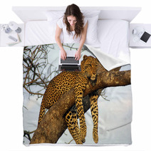 Lazy Lounging Leopard Blankets 225789