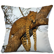 Lazy Lounging Leopard Pillows 225789