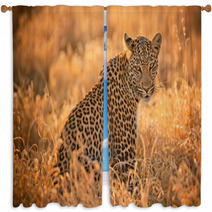 Leopard At Sunset Window Curtains 62081952