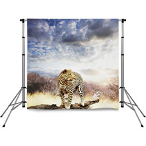 Leopard Backdrops 17519088