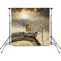 Leopard Backdrops 41251852