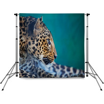 Leopard Backdrops 42564894