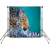Leopard Backdrops 51814911