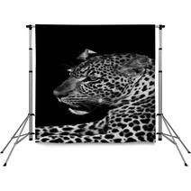 Leopard Backdrops 52514649