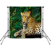 Leopard Cat Backdrops 3031815