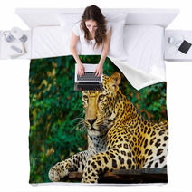 Leopard Cat Blankets 3031815