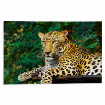 Leopard Cat Rugs 3031815
