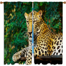 Leopard Cat Window Curtains 3031815