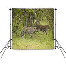 Leopard In Masai Mara Backdrops 50208561