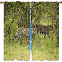 Leopard In Masai Mara Window Curtains 50208561